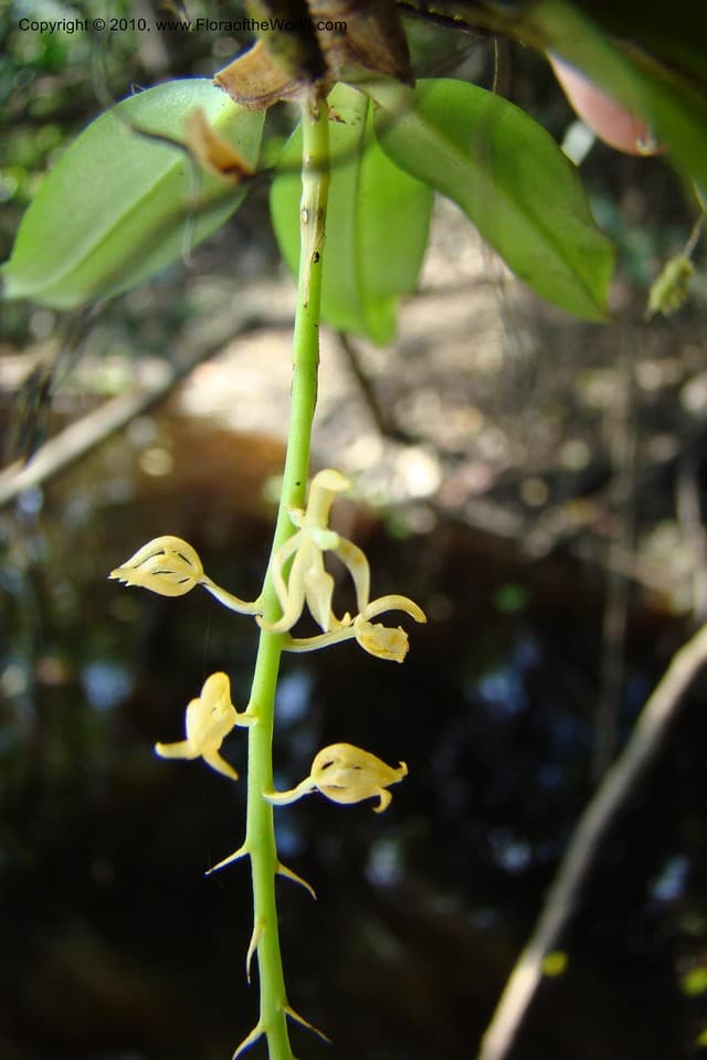 Oncidium Sw.