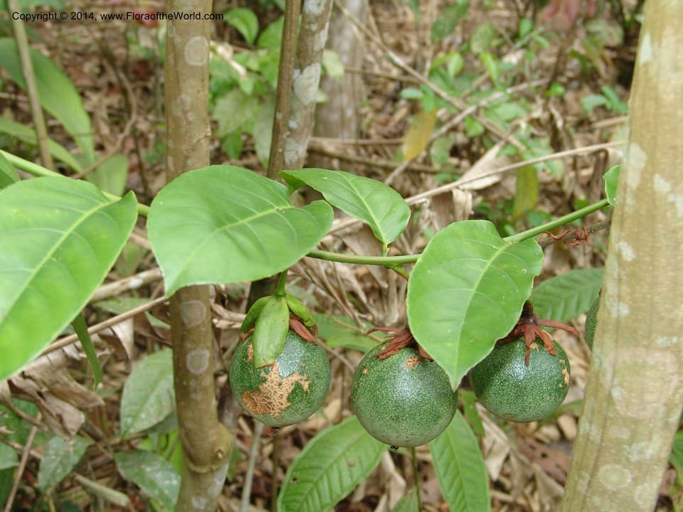 Passiflora edulis Sims