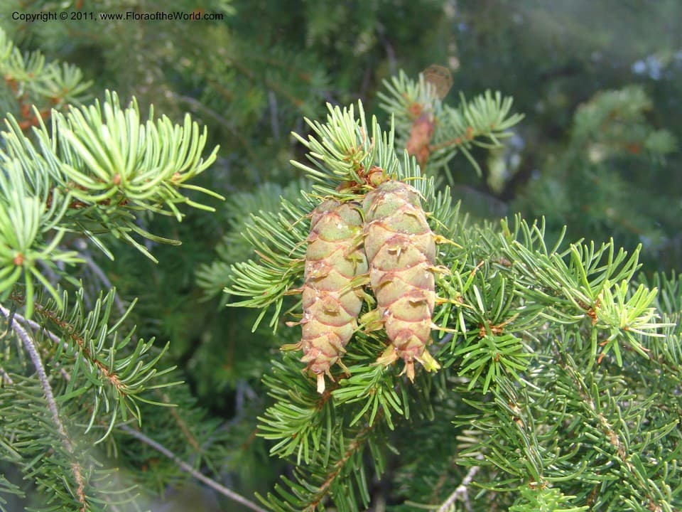 Pinaceae Pseudotsuga menziesii (Mirb.) Franco