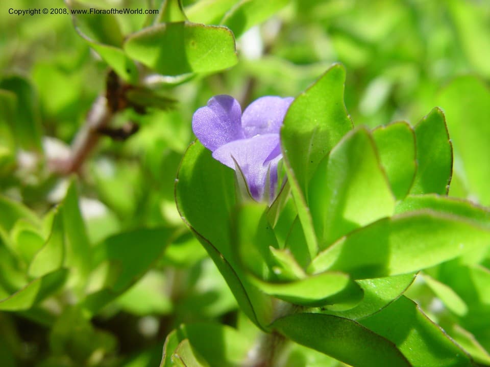 Bacopa caroliniana (Walter) B.L.Rob.