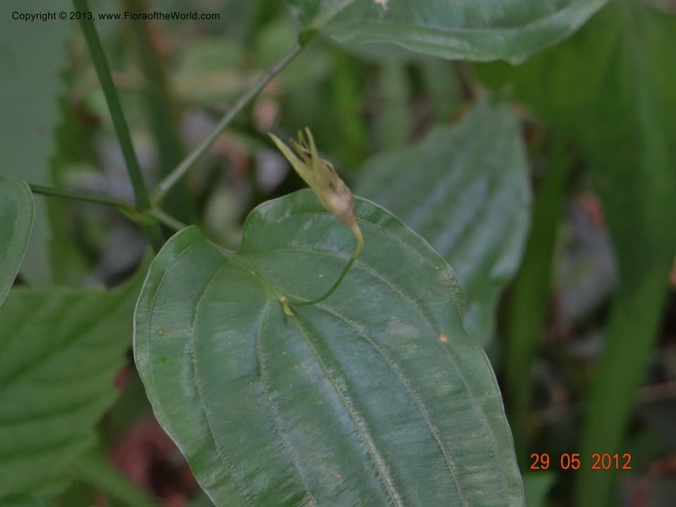 Stemona japonica (Blume) Miq.