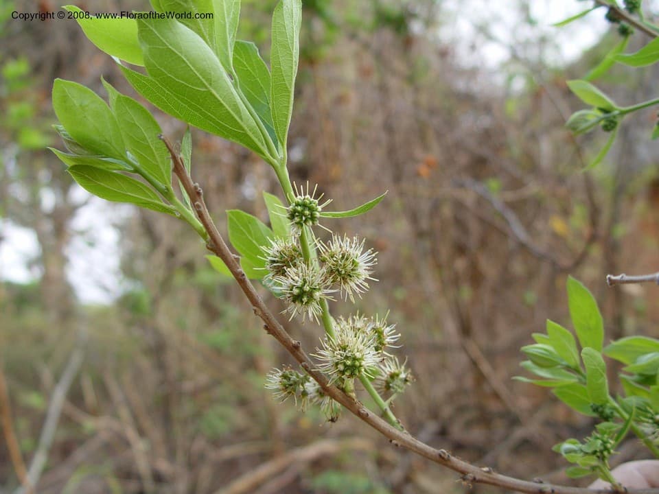 Combretum erythrophyllum (Burch.) Sond.