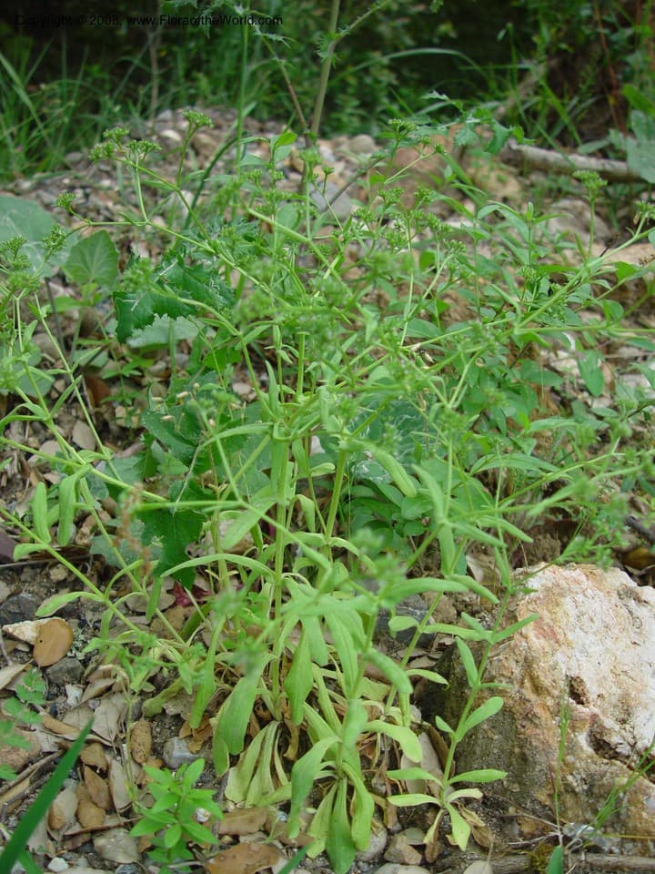 Valerianella dentata (L.) Pollich