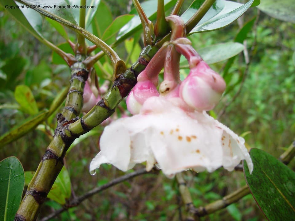 Clusia grandiflora Splitg.