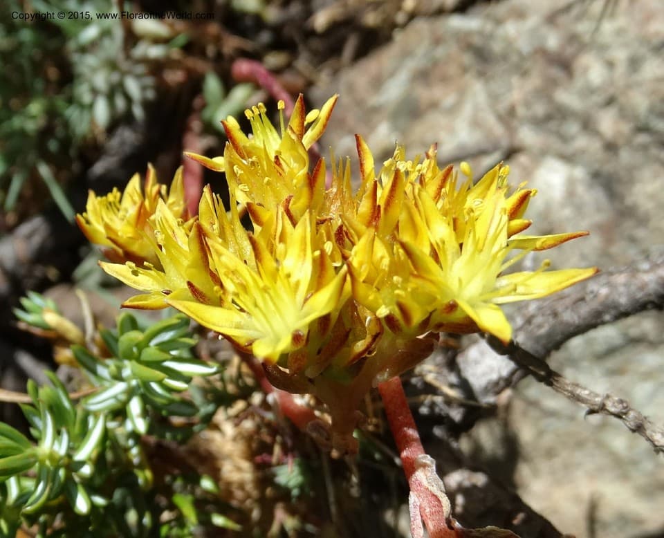 Crassulaceae Sedum lanceolatum Torr.