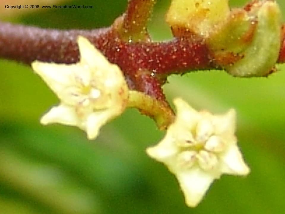 Rhamnaceae Rhamnus purshiana DC.