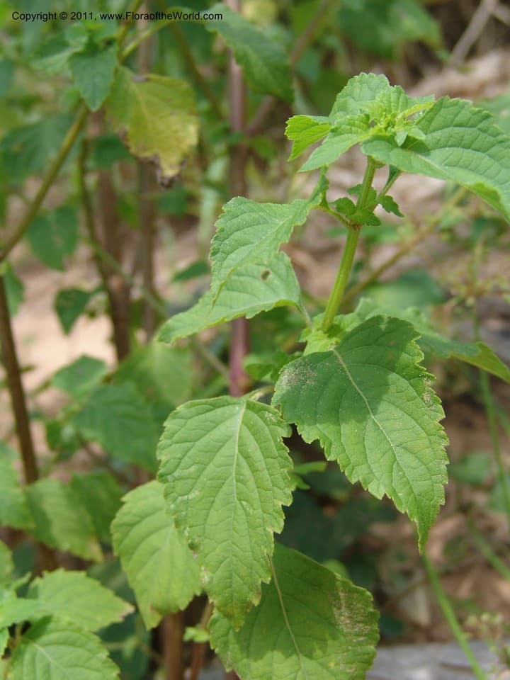 Lamiaceae Hyptis mutabilis (Rich.) Briq.