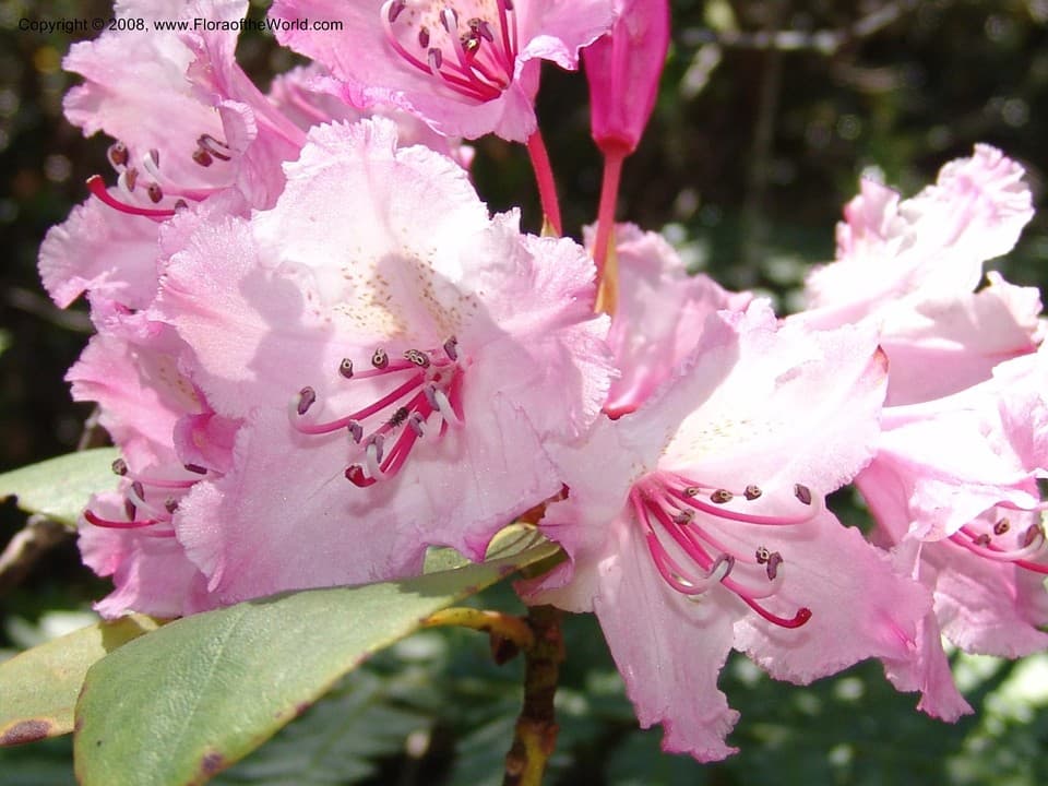 Rhododendron macrophyllum D.Don ex G.Don