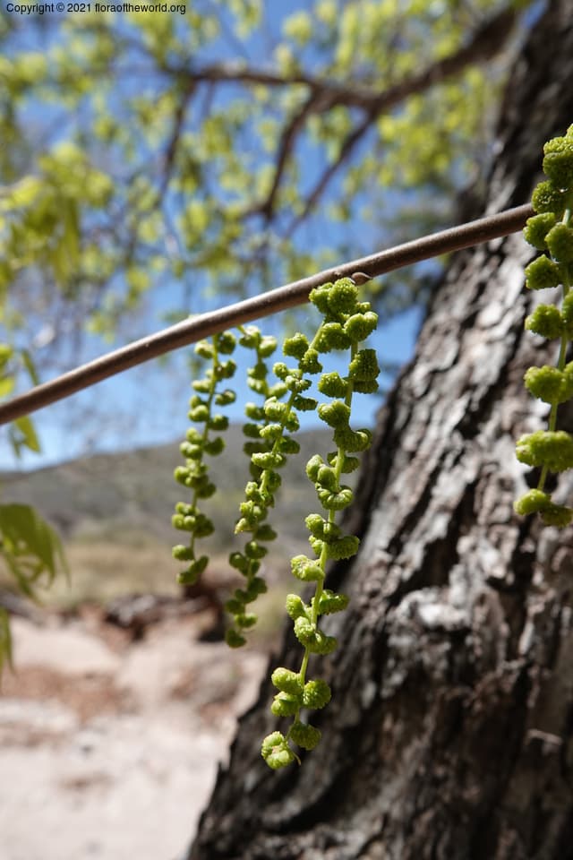 Juglans major (Torr.) A.Heller
