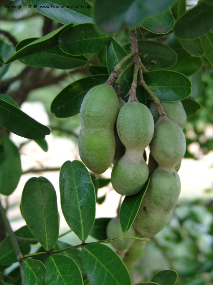 Fabaceae Sophora secundiflora (Ortega) Lag. ex DC.