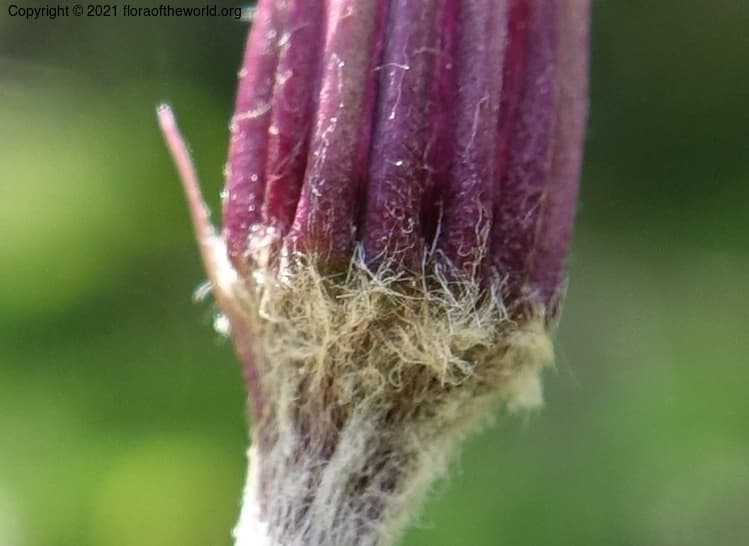 Homogyne alpina (L.) Cass.