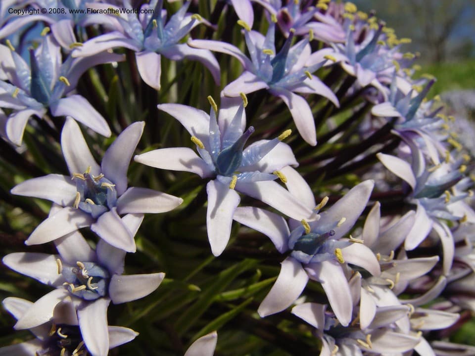 Scilla peruviana L.