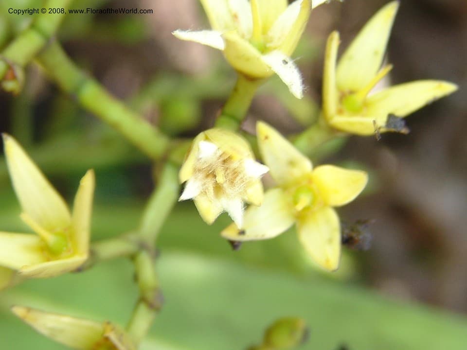 Rhizophoraceae Rhizophora racemosa G. Mey.