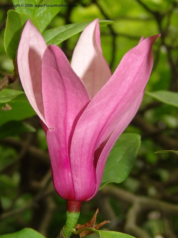 Magnolia liliiflora Desr.