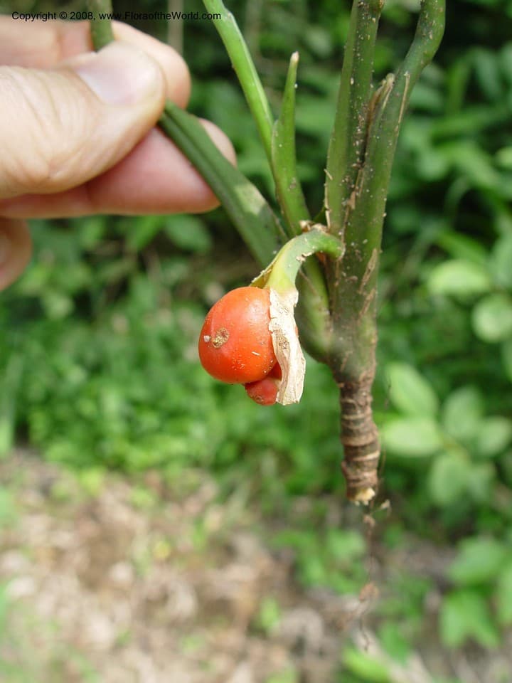 Araceae Culcasia dinklagei Engl.