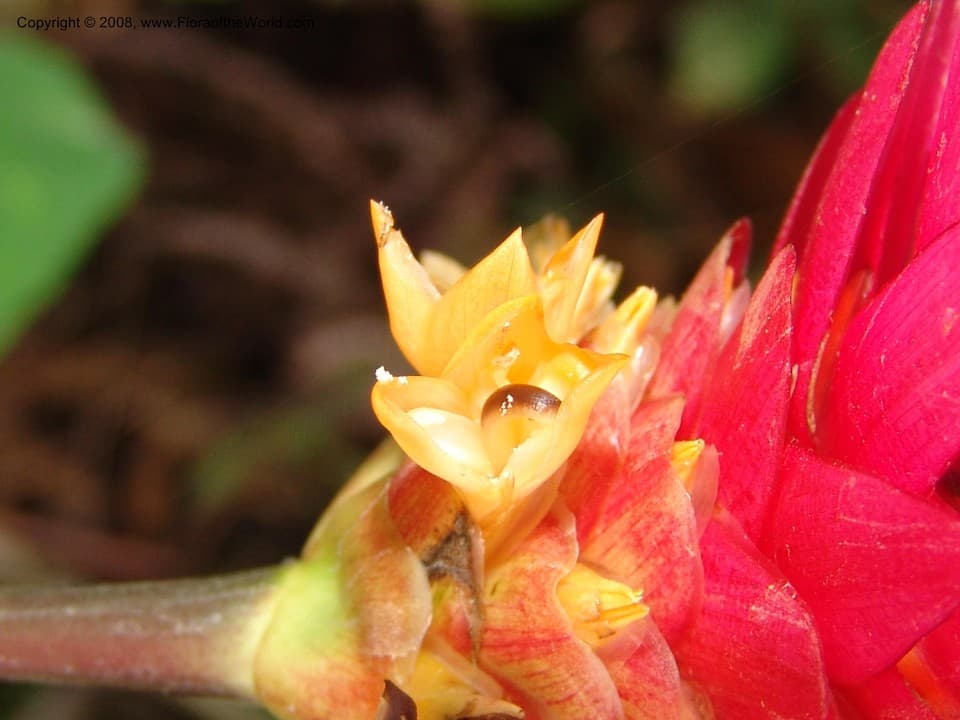 Goeppertia loeseneri (J.F.Macbr.) Borchs. & S.Suárez