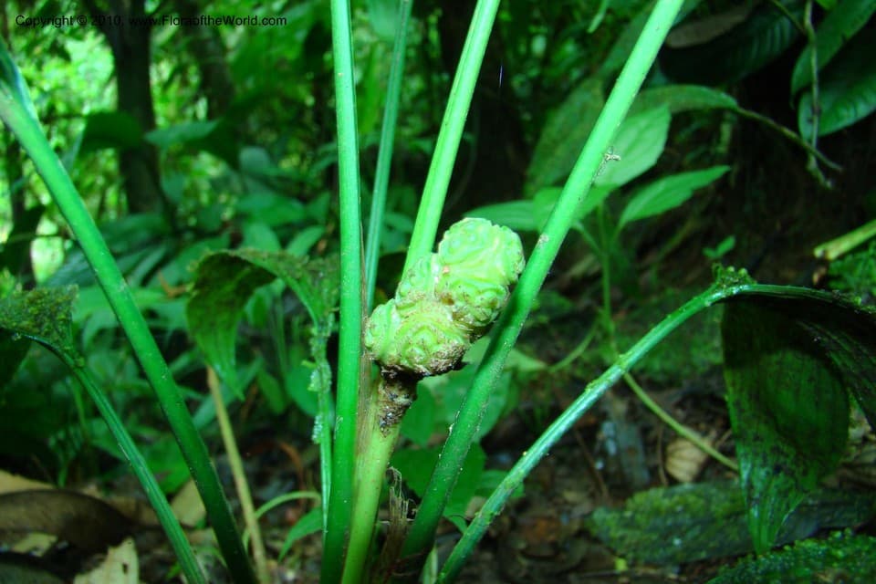 Dicranopygium wedelii Harling