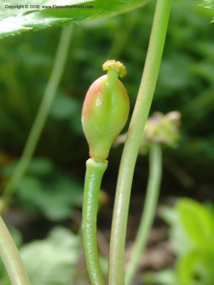 Sinopodophyllum hexandrum (Royle) T.S.Ying
