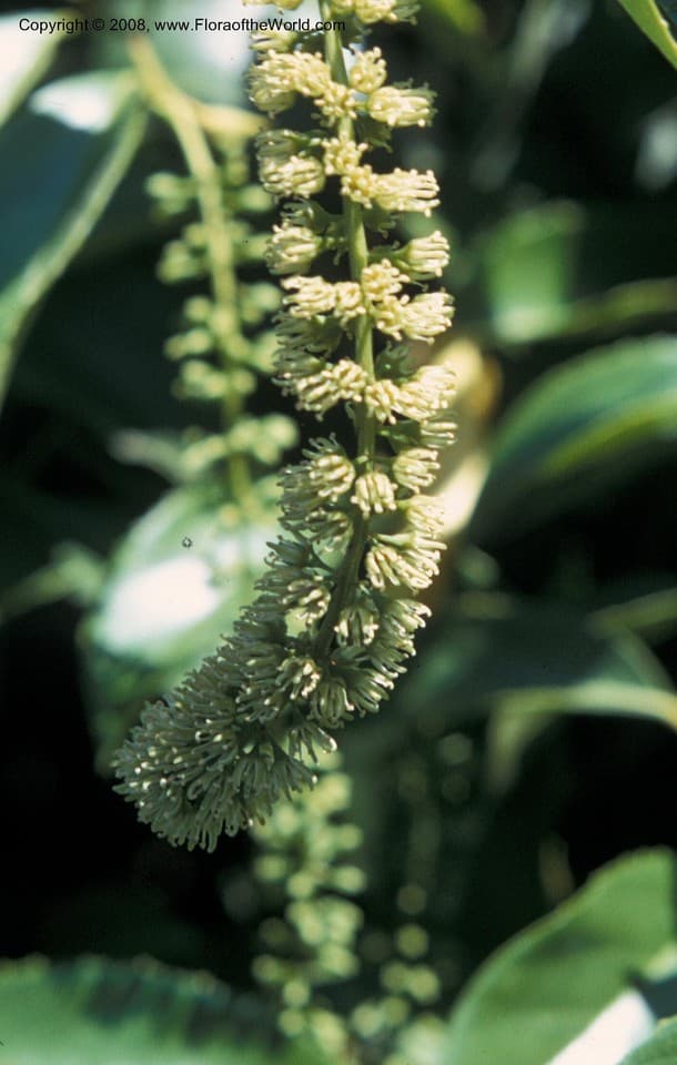Iteaceae Itea yunnanensis Franch.