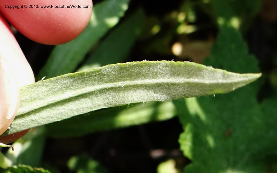 Asteraceae Anaphalis margaritacea (L.) Benth. & Hook. f.