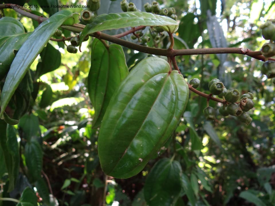 Adelobotrys adscendens (Sw.) Triana