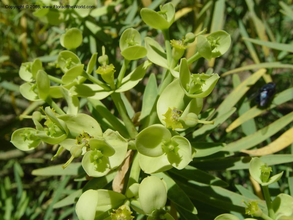 Euphorbia regis-jubae J.Gay