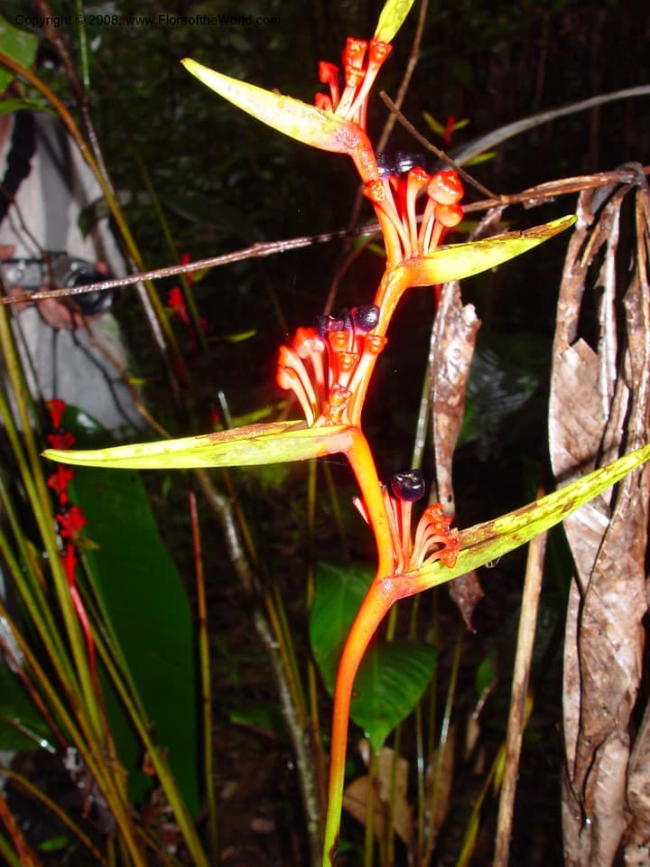 Heliconiaceae Heliconia richardiana Miq.