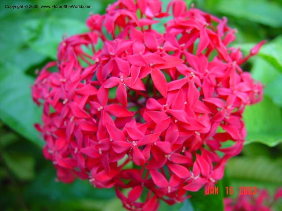 Rubiaceae Ixora duffii T. Moore