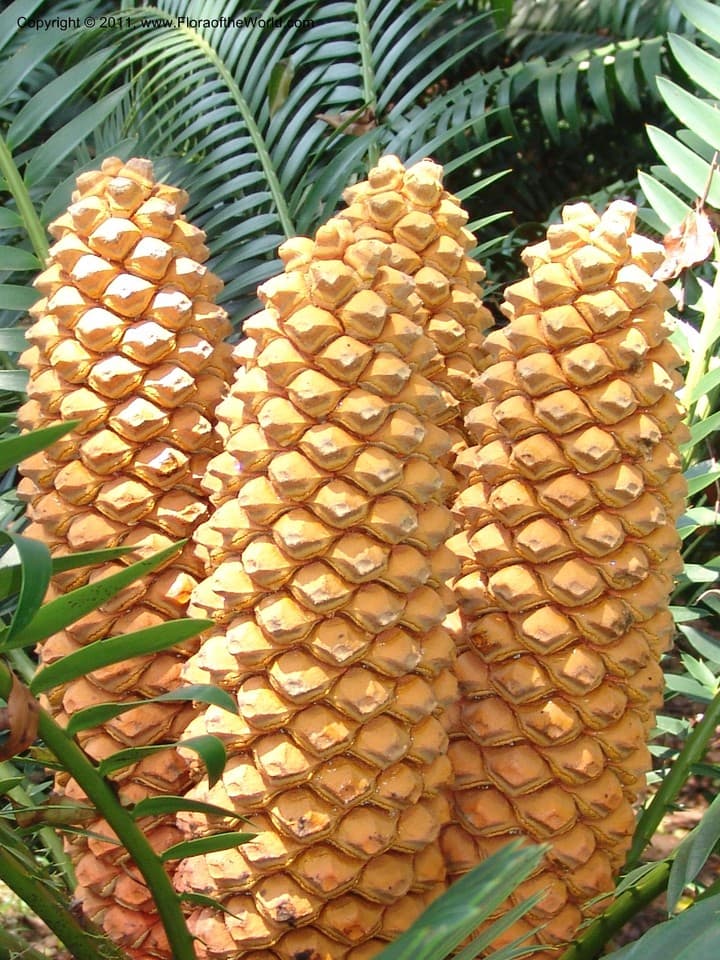 Encephalartos lebomboensis I.Verd.