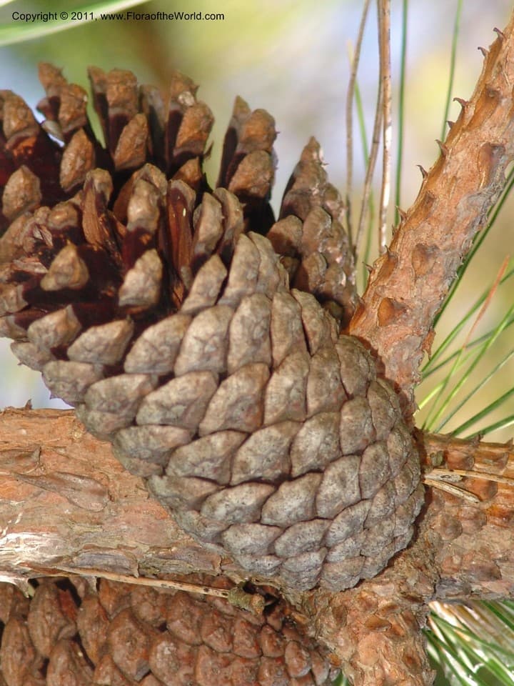 Pinaceae Pinus yunnanensis Franch.