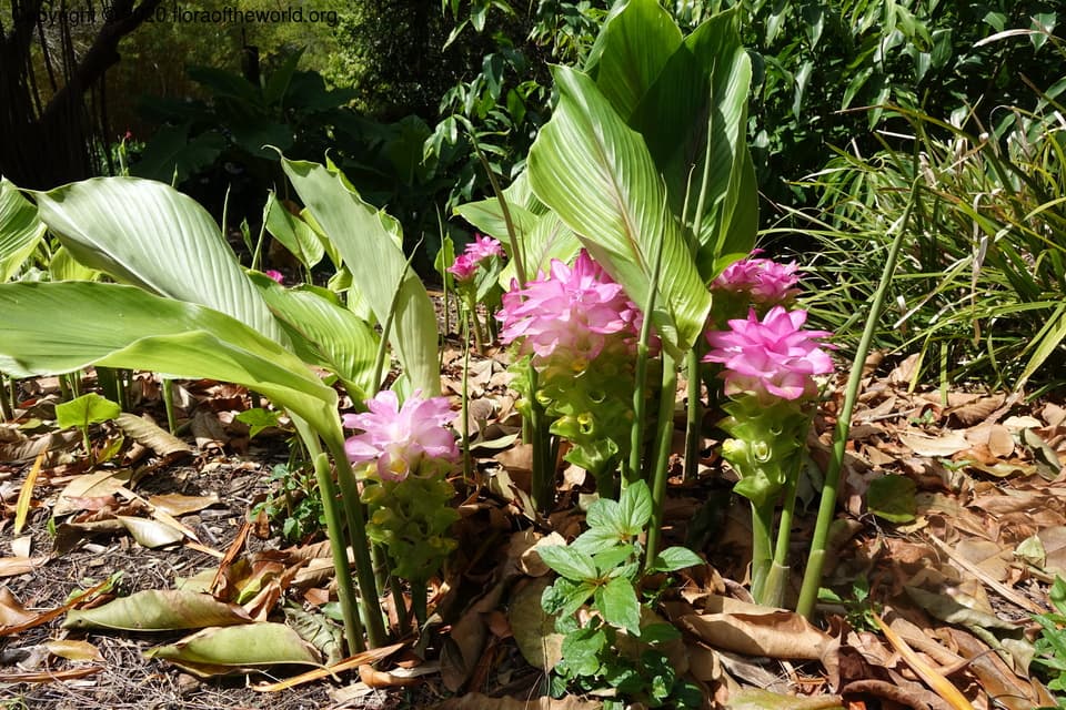 Zingiberaceae Curcuma domestica Valeton