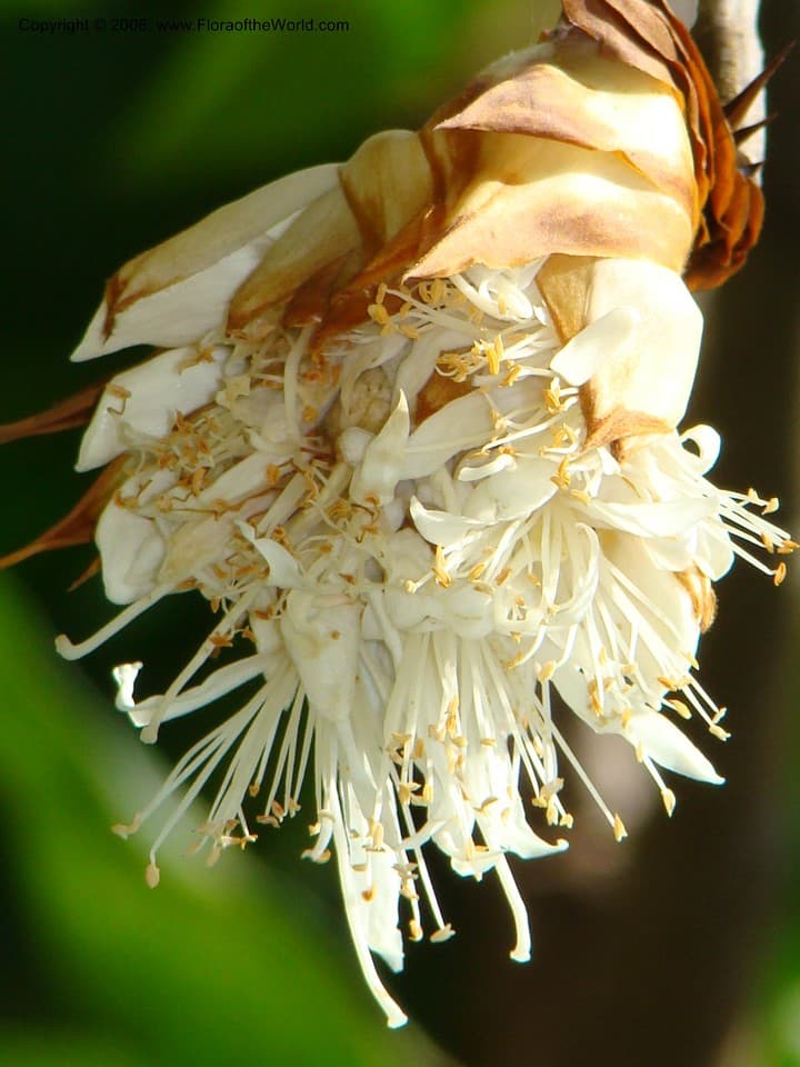 Fabaceae Maniltoa browneoides Harms