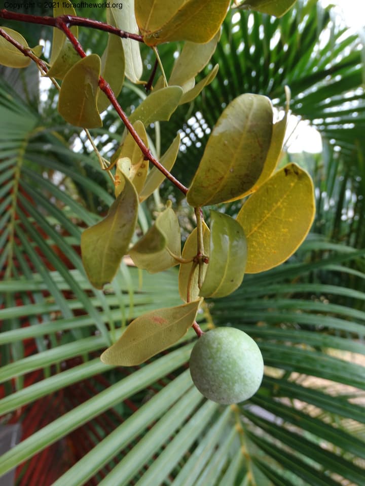 Melodinus J.R.Forst. & G.Forst.