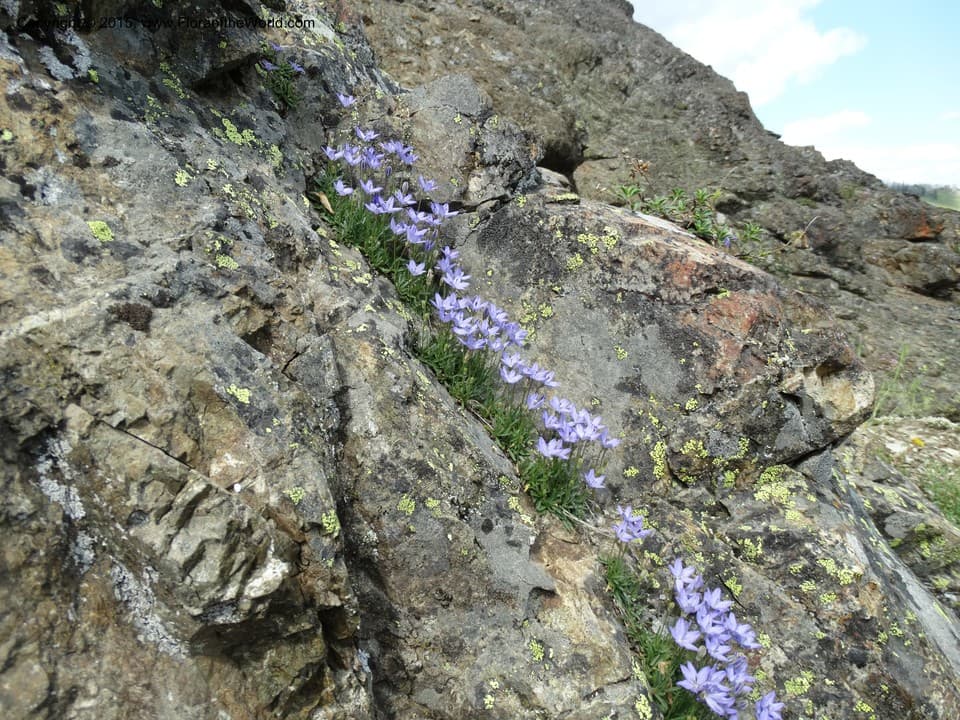 Campanulaceae Campanula scabrella Engelm.