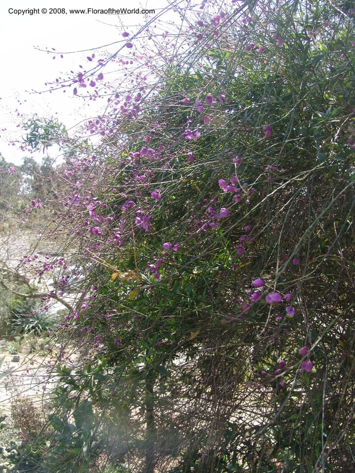 Polygalaceae Polygala apopetala Brandegee