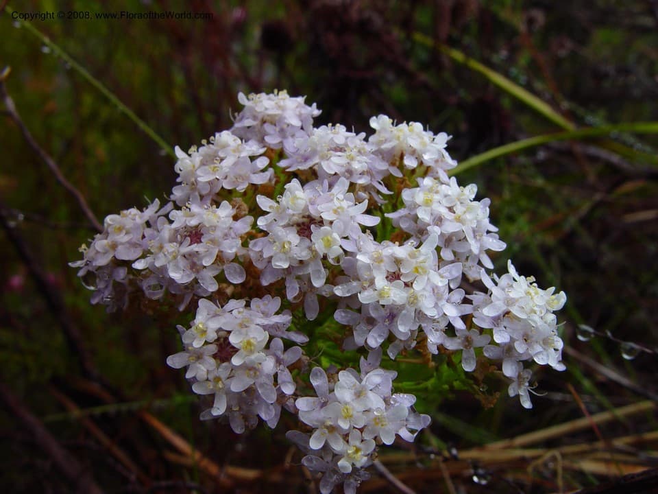 Scrophulariaceae Selago corymbosa L.