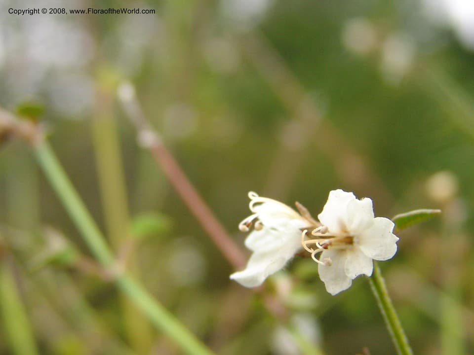 Lamiaceae Teucridium parvifolium Hook. f.