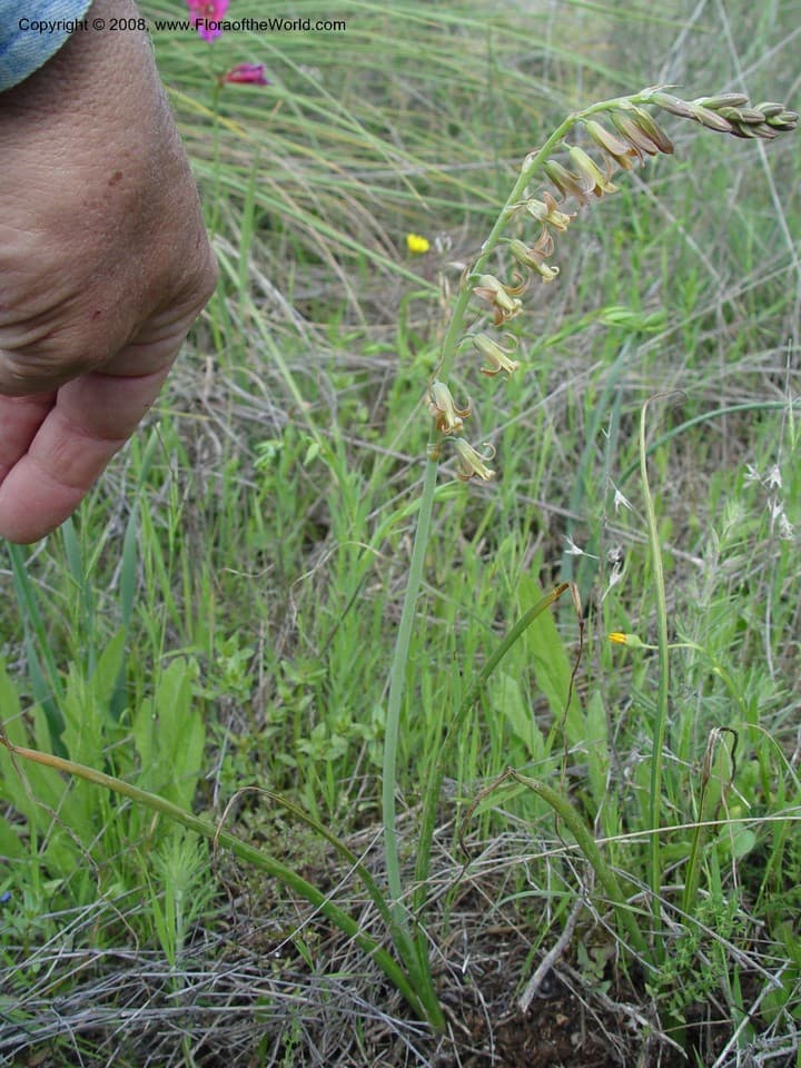 Dipcadi serotinum (L.) Medik.