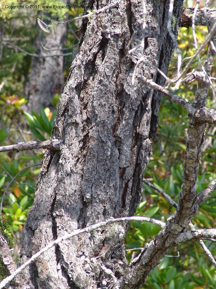 Pinaceae Pinus muricata D. Don