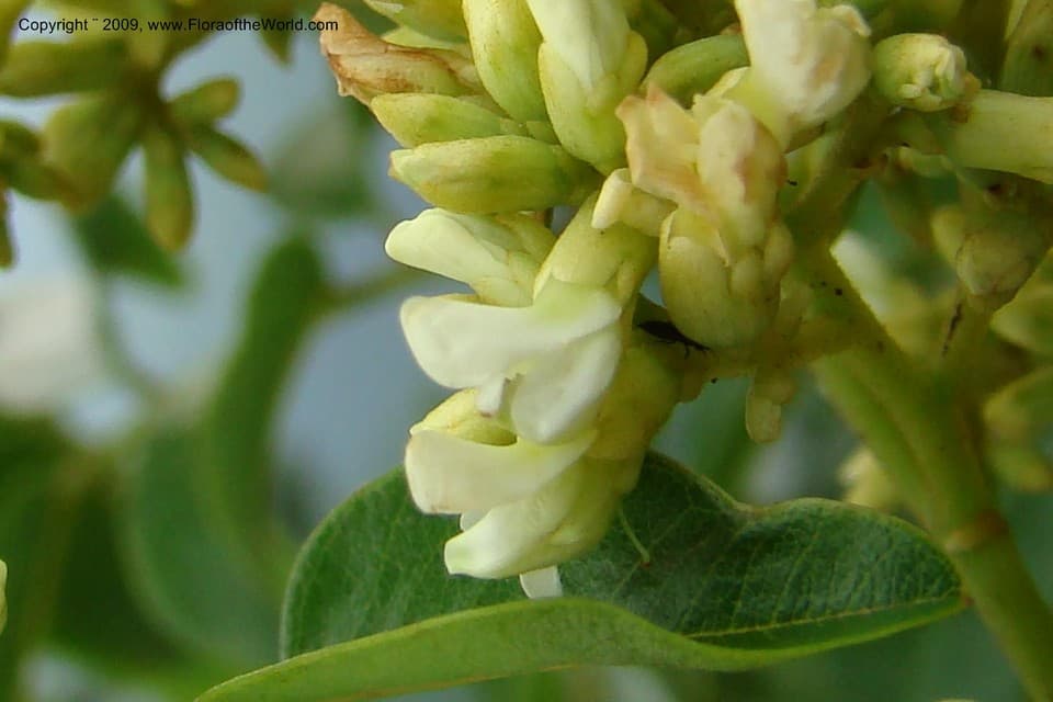 Dalbergia obovata E.Mey.