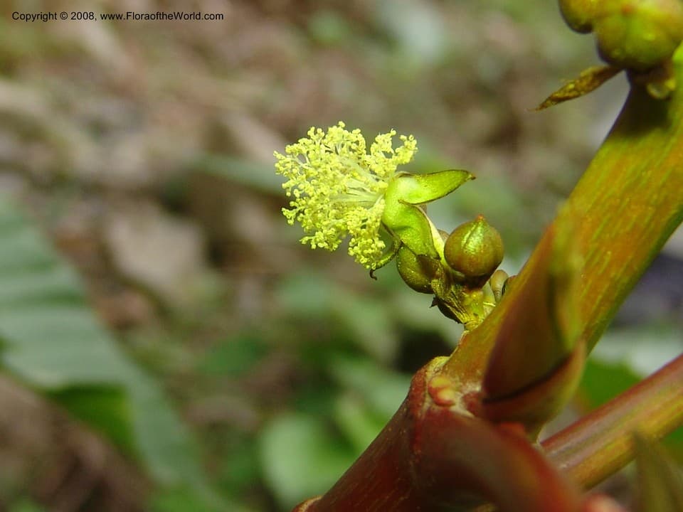 Ricinus communis L.