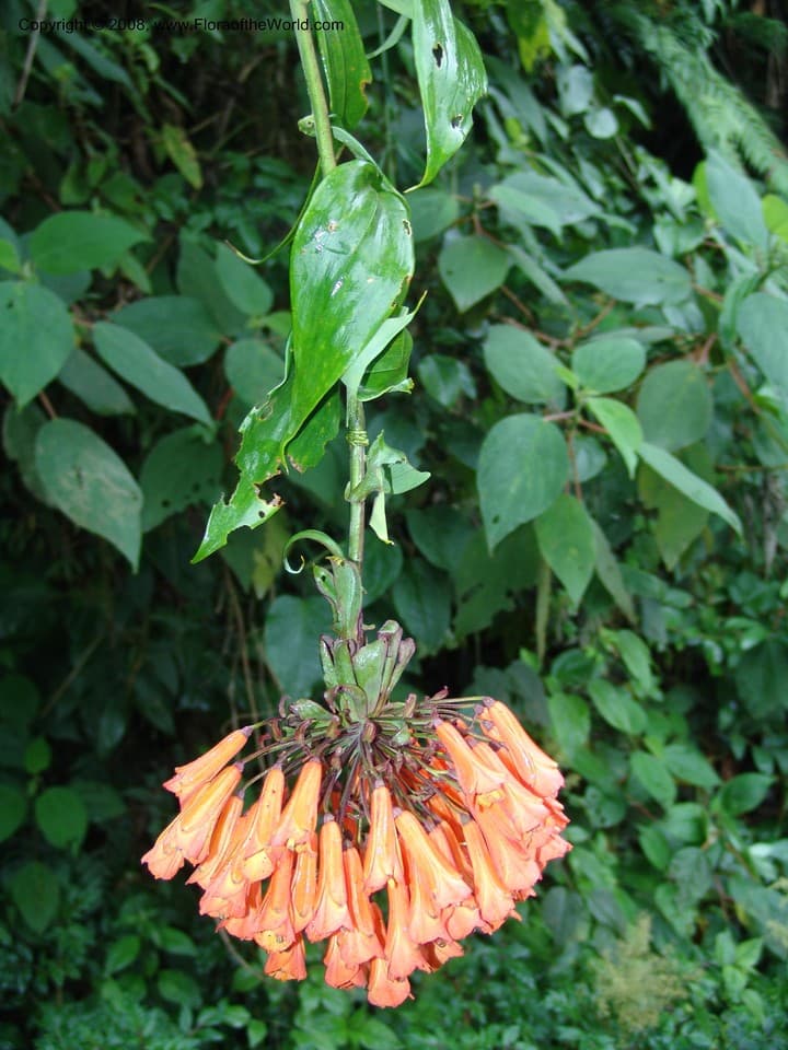 Bomarea patinii Baker