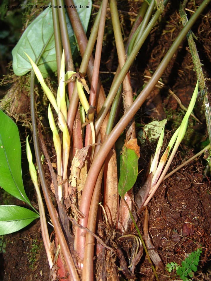Araceae Chlorospatha portillae Croat & L.P. Hannon