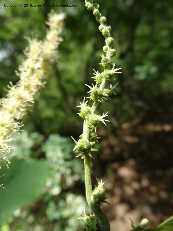 Castanea pumila (L.) Mill.