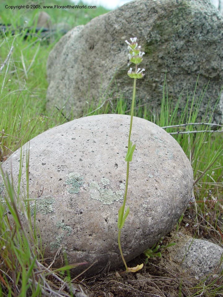 Plectritis macroptera subsp. macroptera
