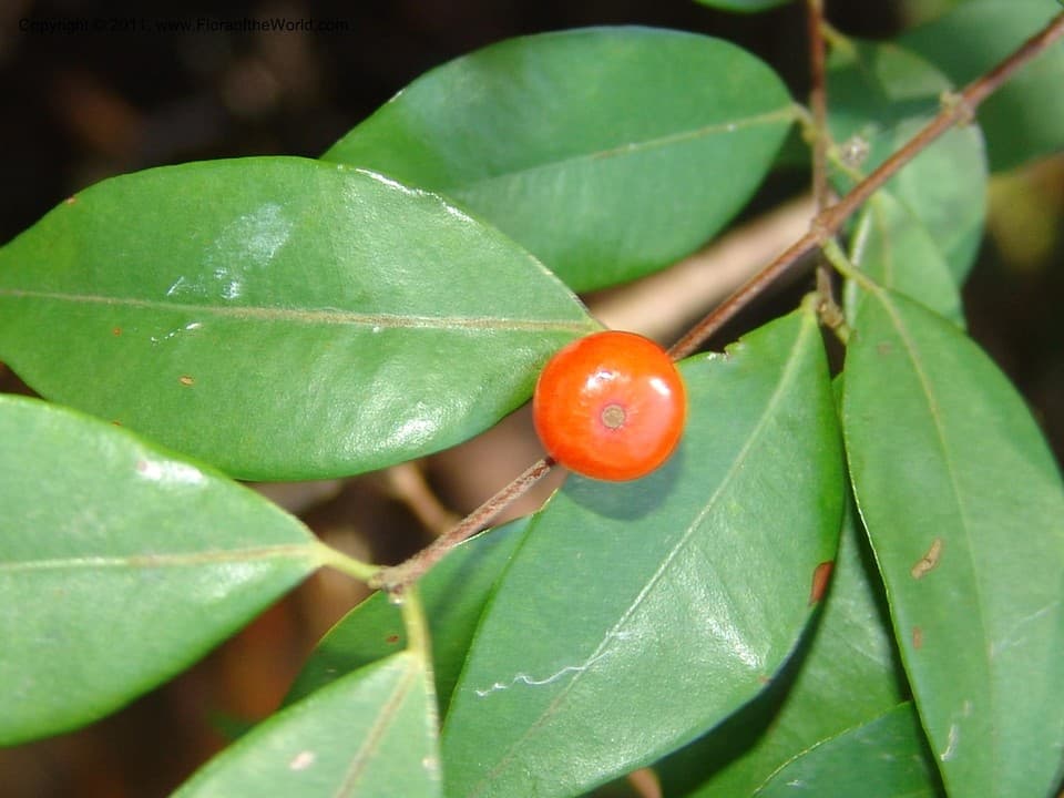 Myrciaria floribunda (West ex Willd.) O.Berg