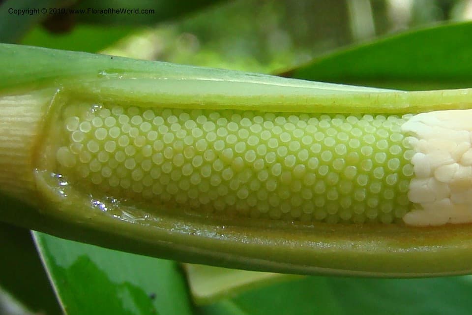 Araceae Philodendron