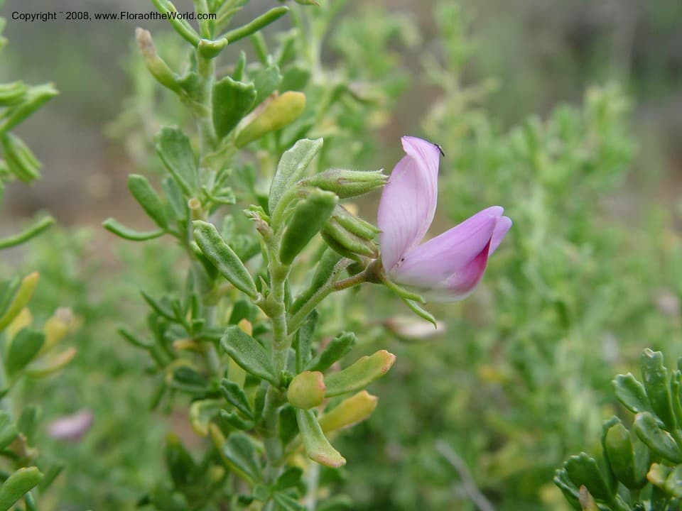 Ononis tridentata L.