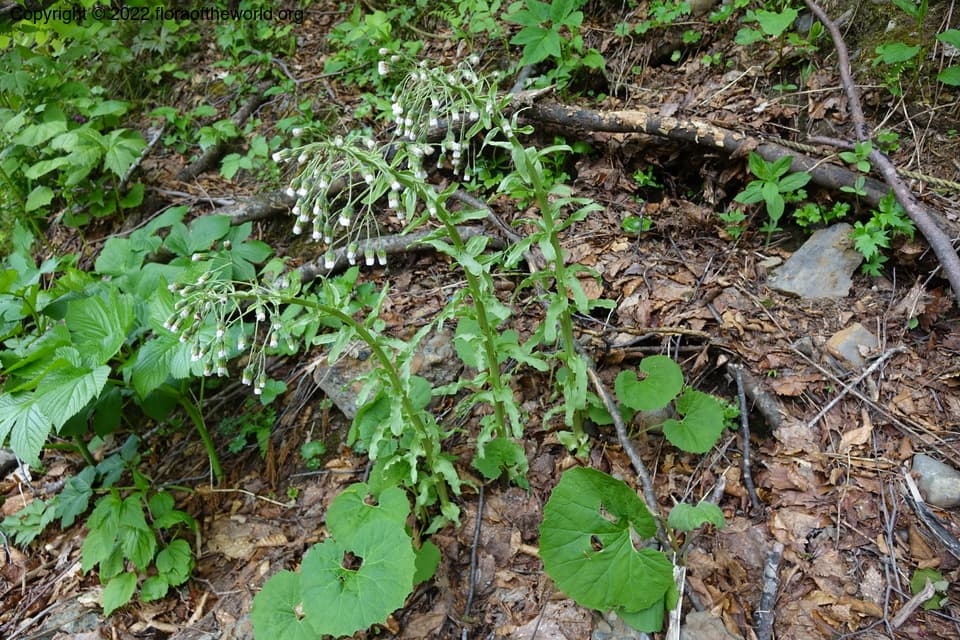 Petasites japonicus (Siebold & Zucc.) Maxim.