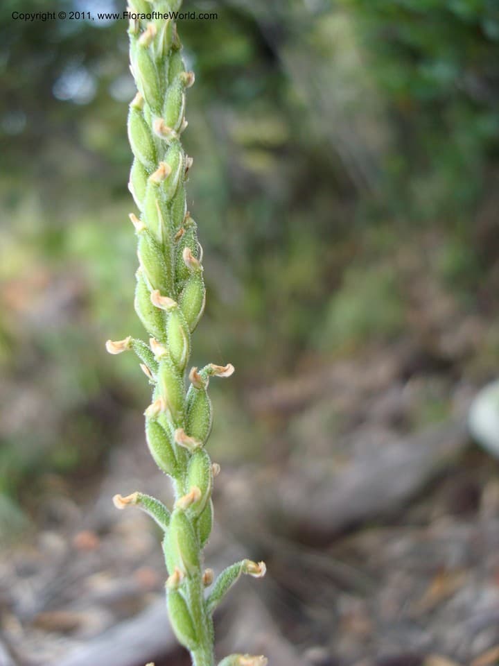 Orchidaceae Gonatostylis vieillardii (Rchb. f.) Schltr.